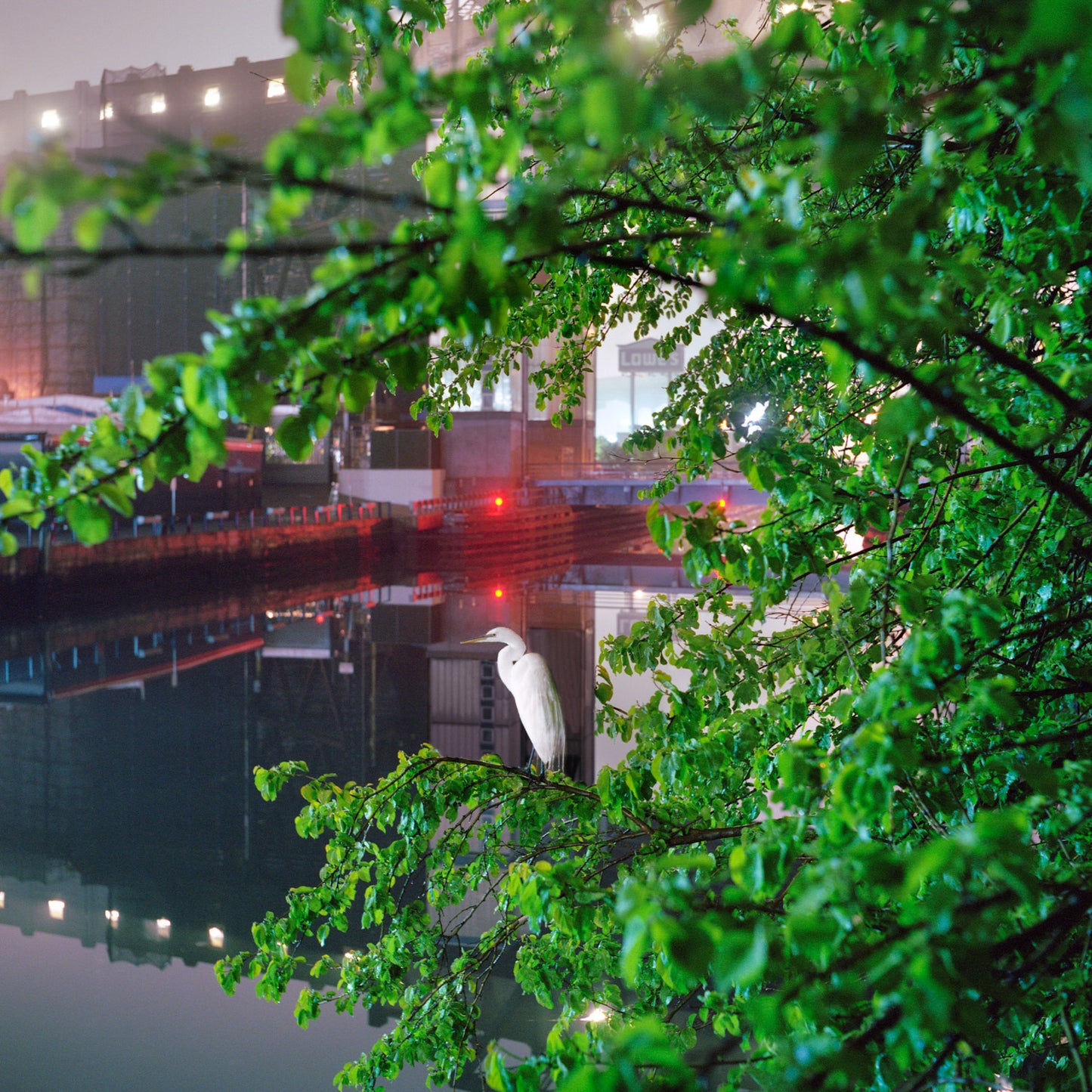 Gowanus Wild - Egret