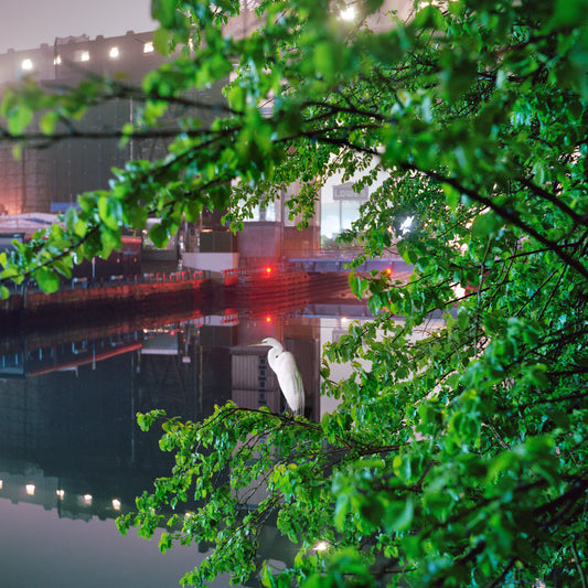 Gowanus Wild - Egret